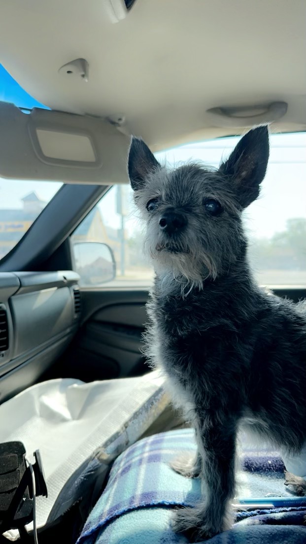 Baby sitting upright in the passenger seat during a family drive