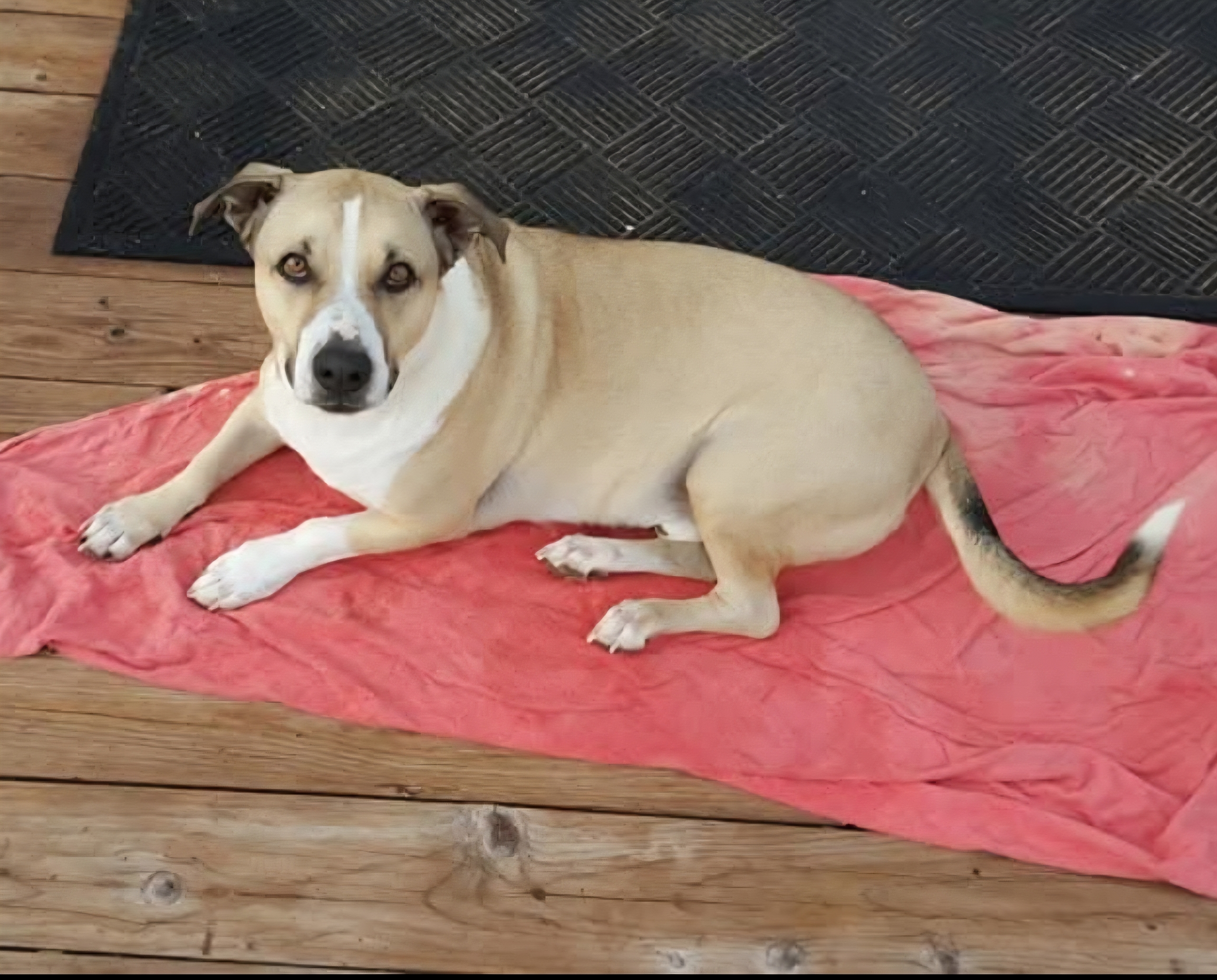 Bas resting on the porch as an adult