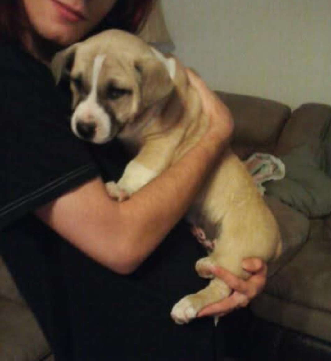 Bas as a puppy, held close by his family