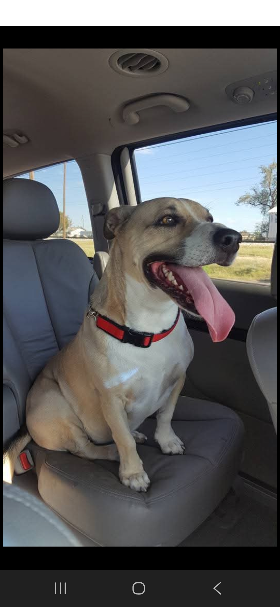 Bas riding happily in the family car