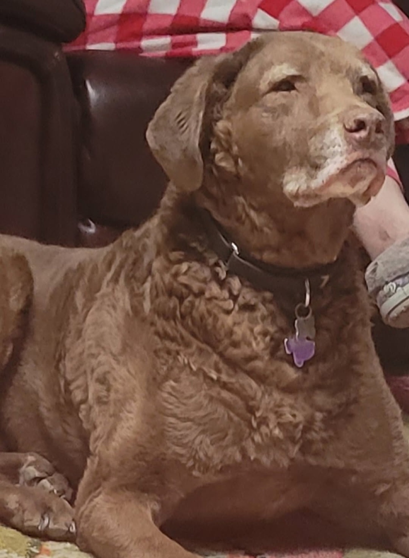 Jake resting with his head held high, shared by Dianna