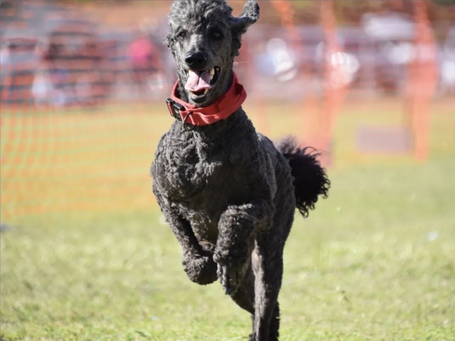 Kali running outside in a red collar, shared by Donna