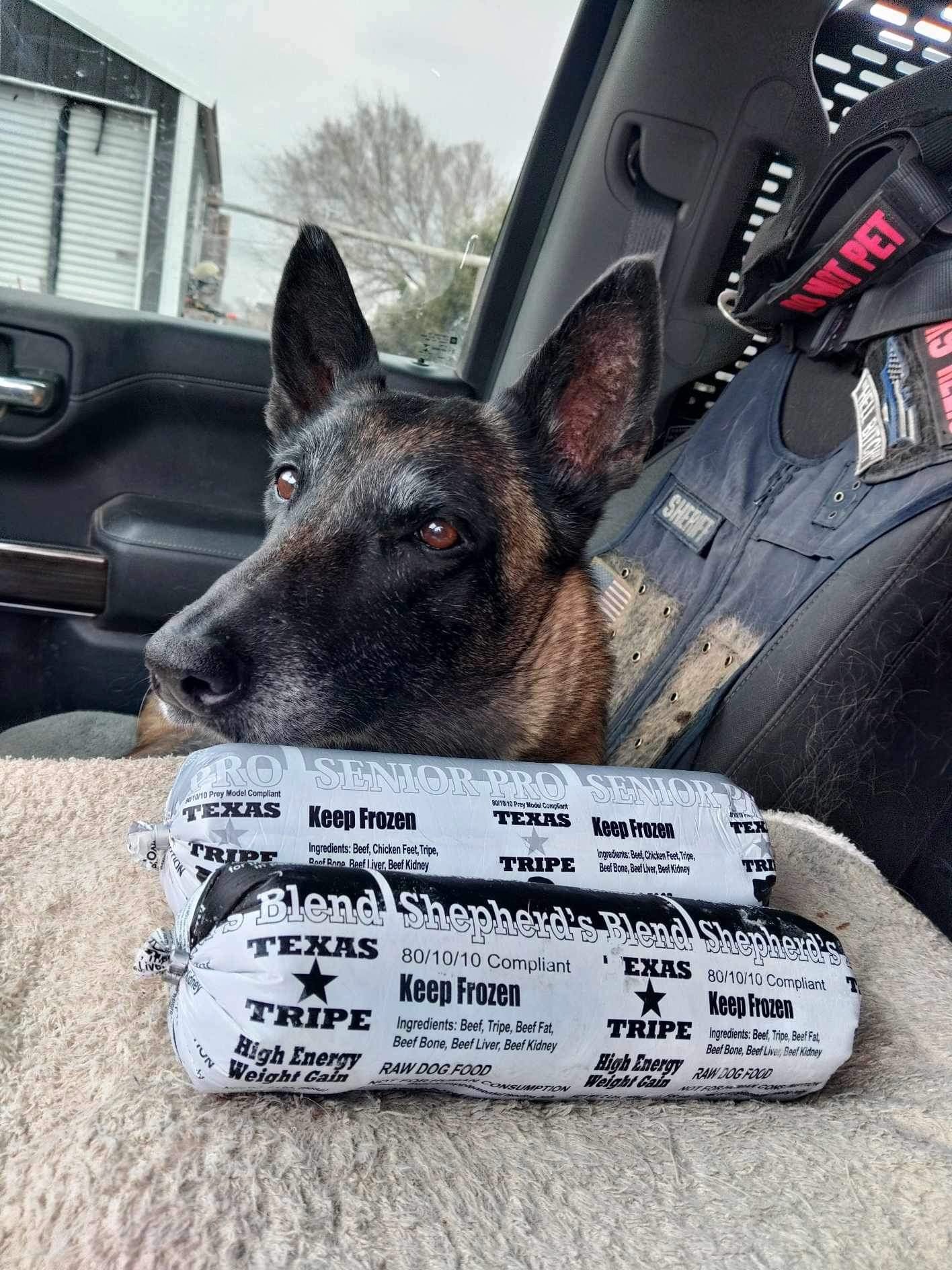 Kleio sitting alert beside Chris’s working vest in a vehicle