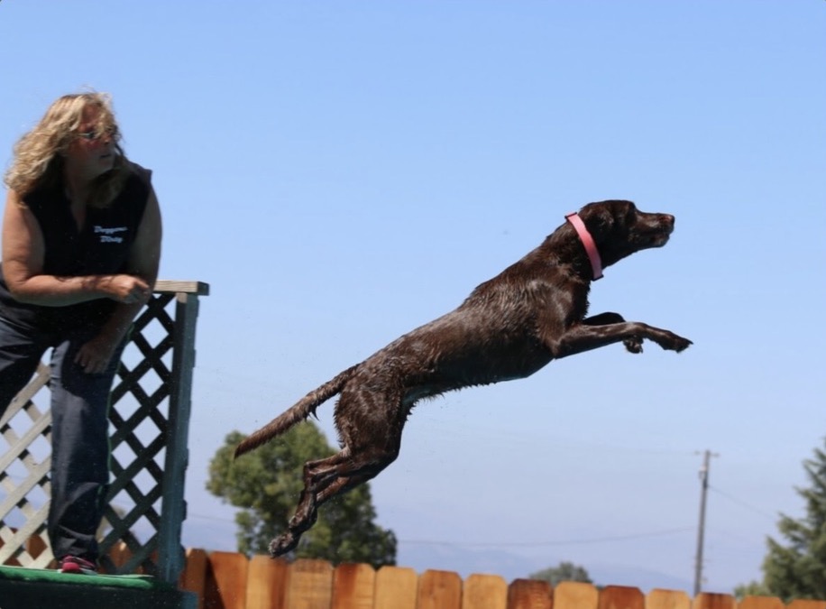 Lady launching from the dock during a dock-diving competition while Michelle watches from the platform