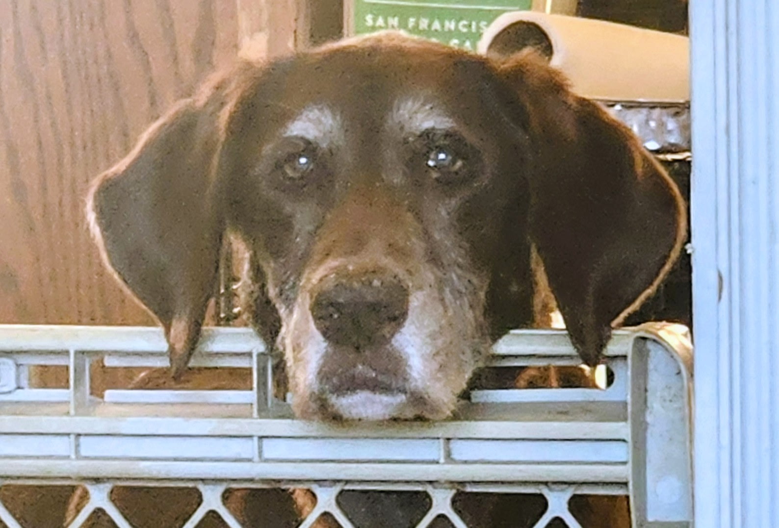 Lady resting her gray muzzle on the gate during her final evening with Michelle
