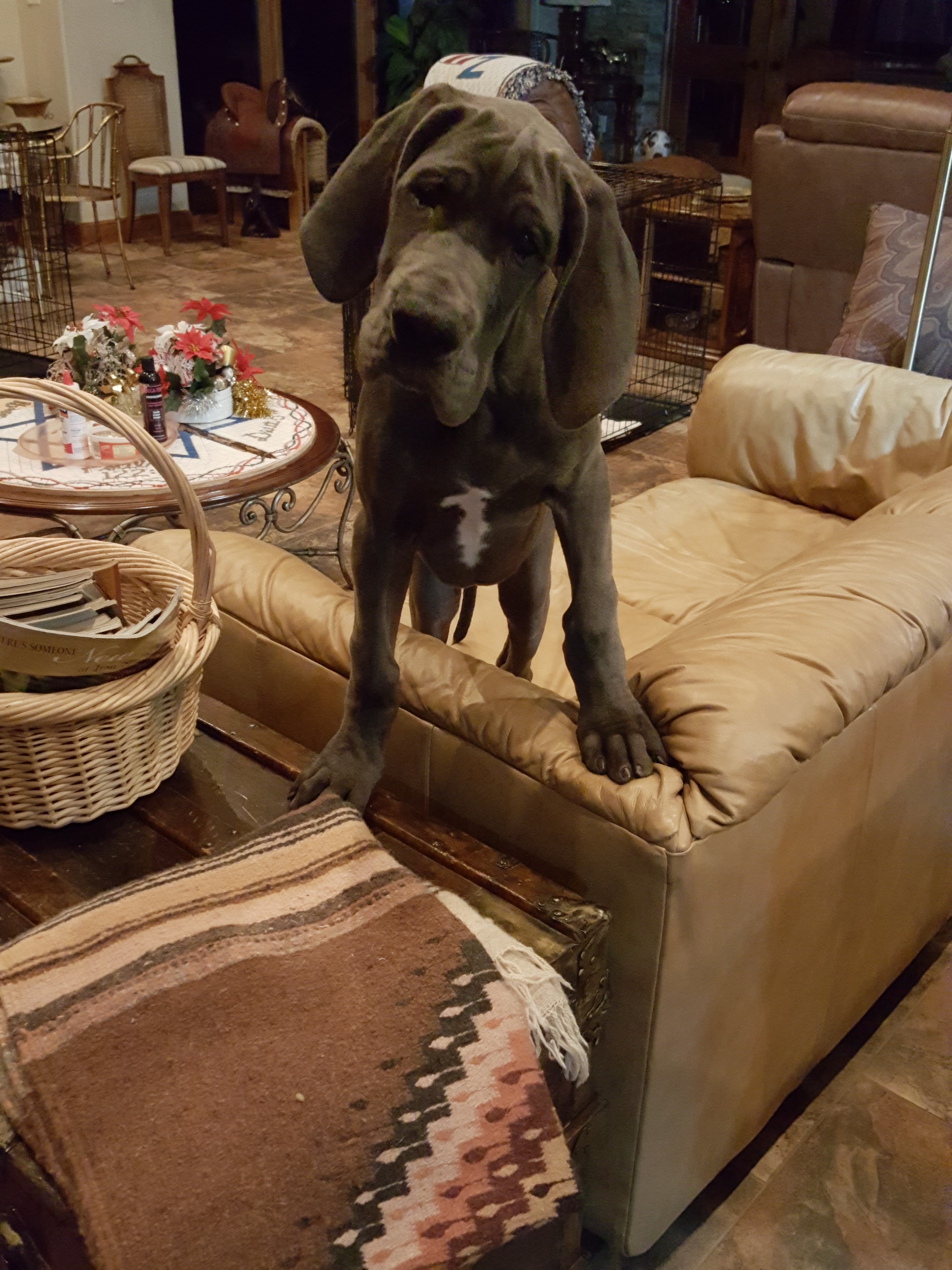 Lulu as a young Great Dane standing on the family sofa