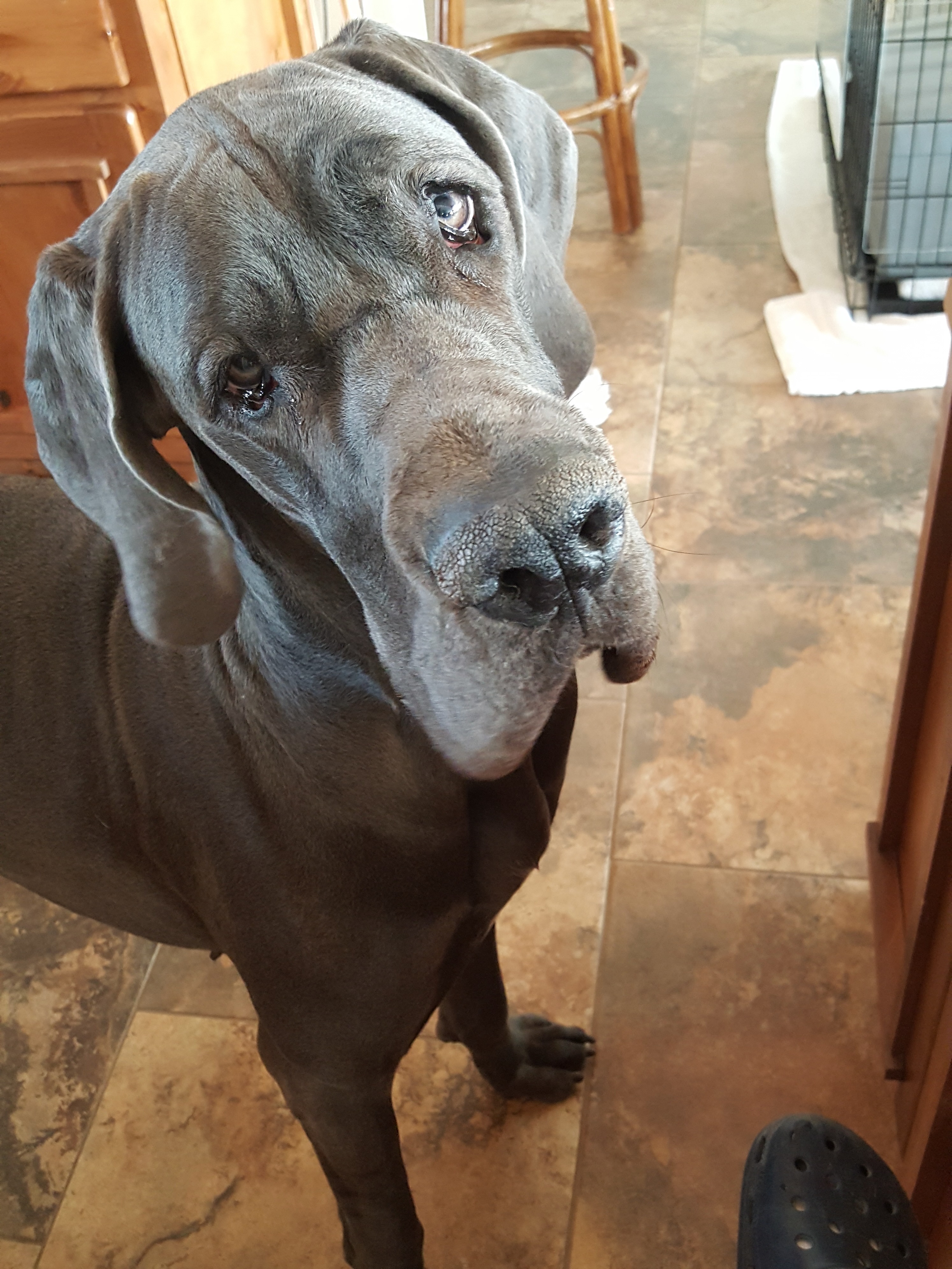 Older Lulu looking up at her family in the kitchen