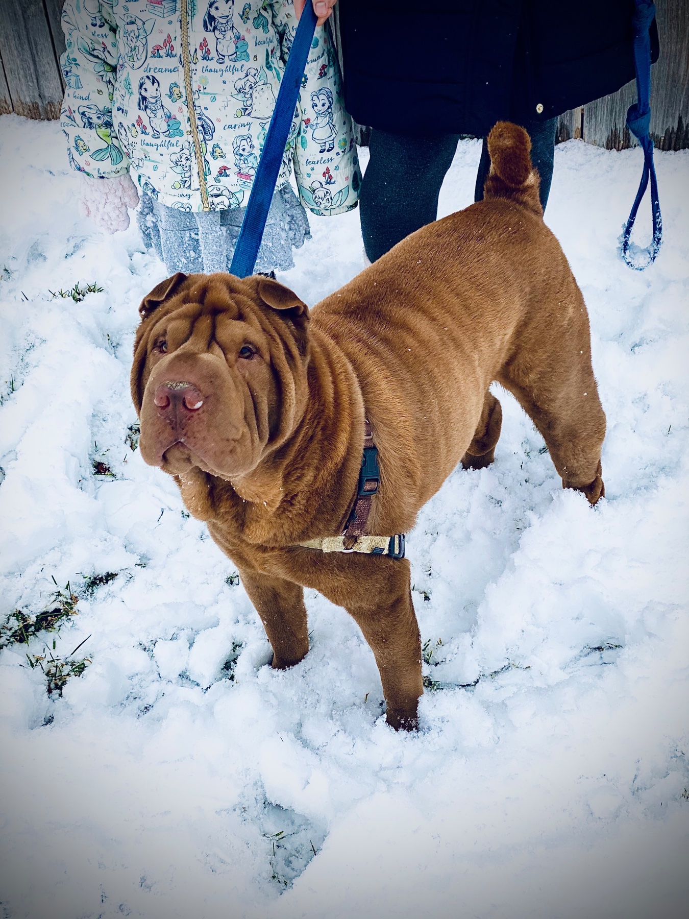 Ollie standing proudly in the snow with his family