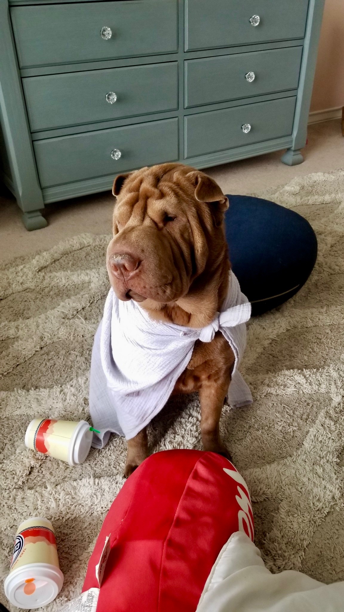 Ollie sitting patiently after the girls dressed him in a towel