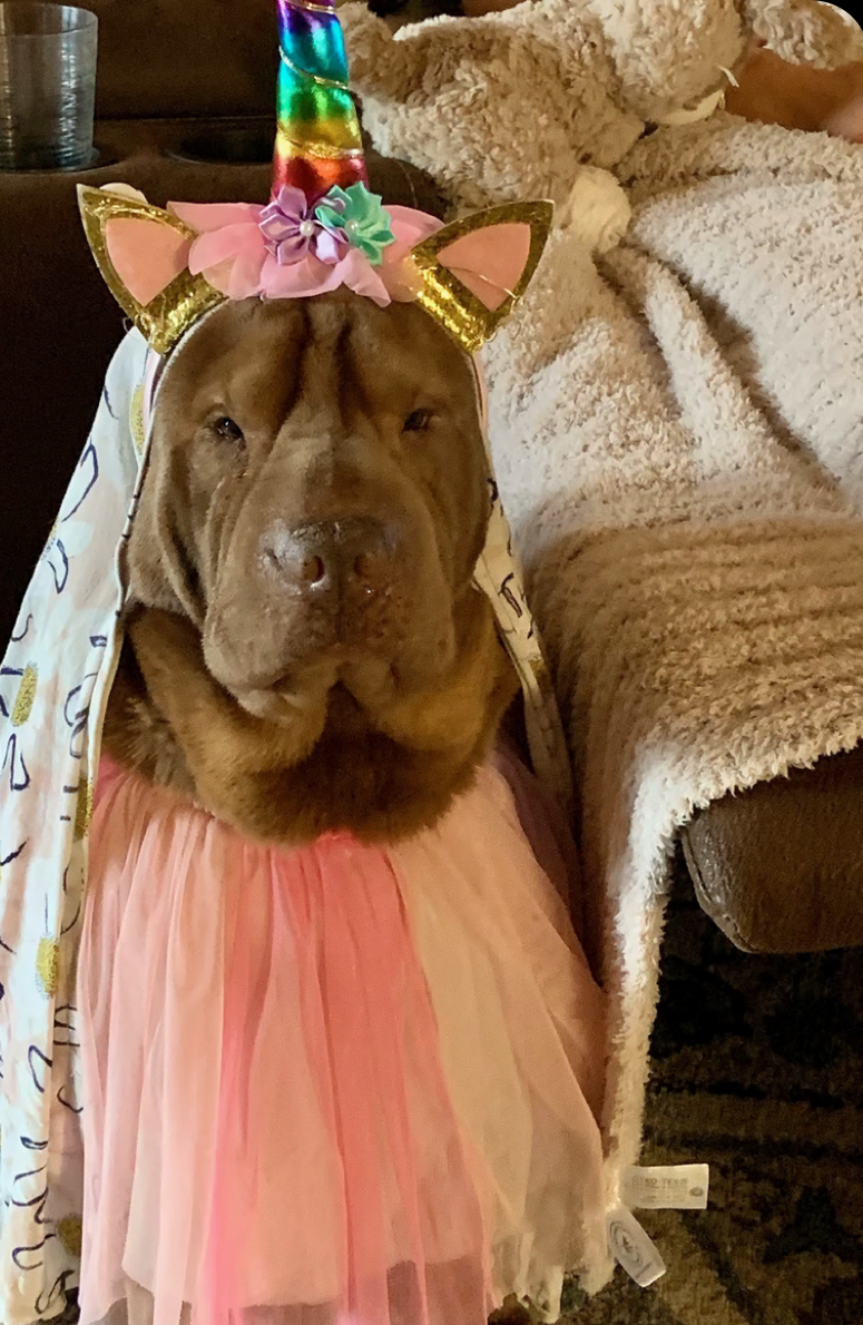 Ollie wearing the pink unicorn outfit chosen by the girls