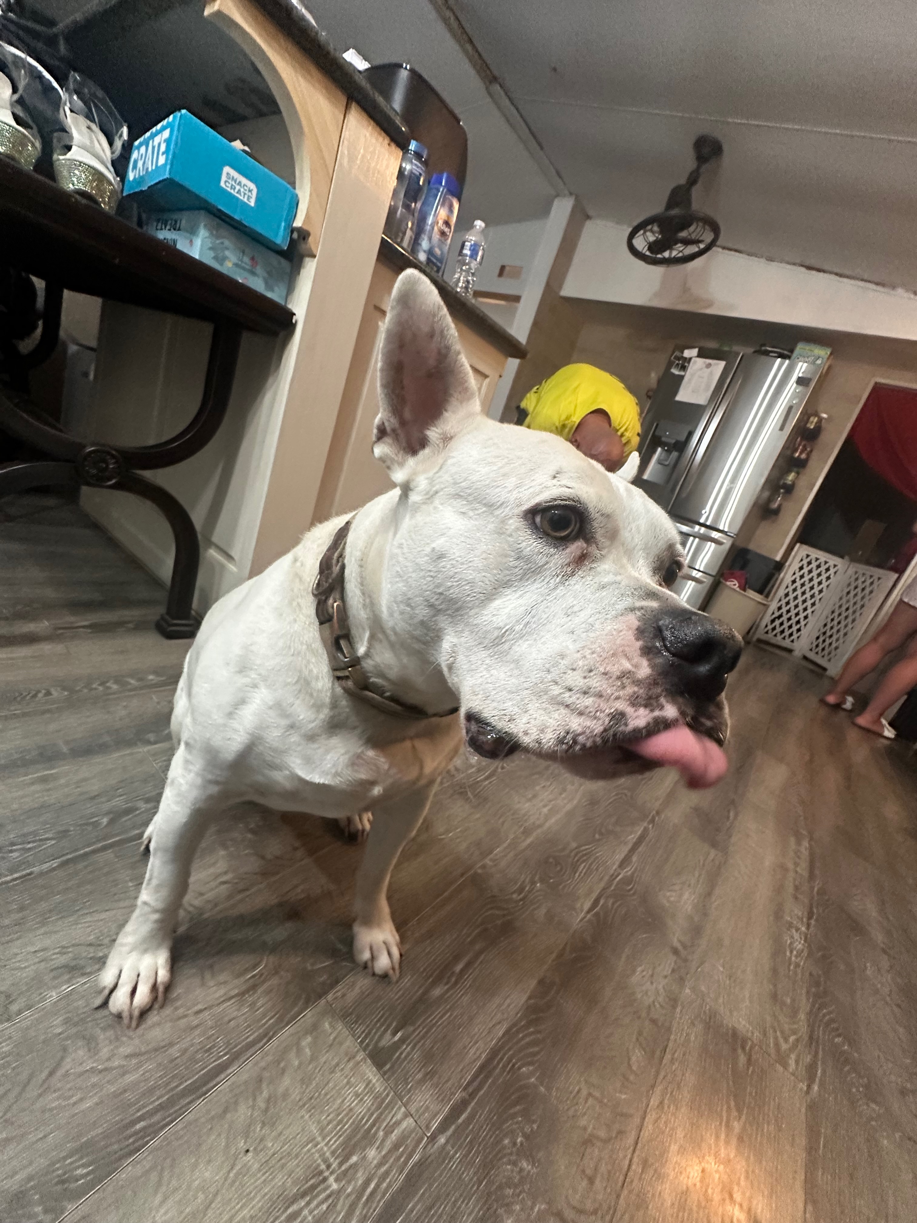Yayo standing alert at home with one ear raised