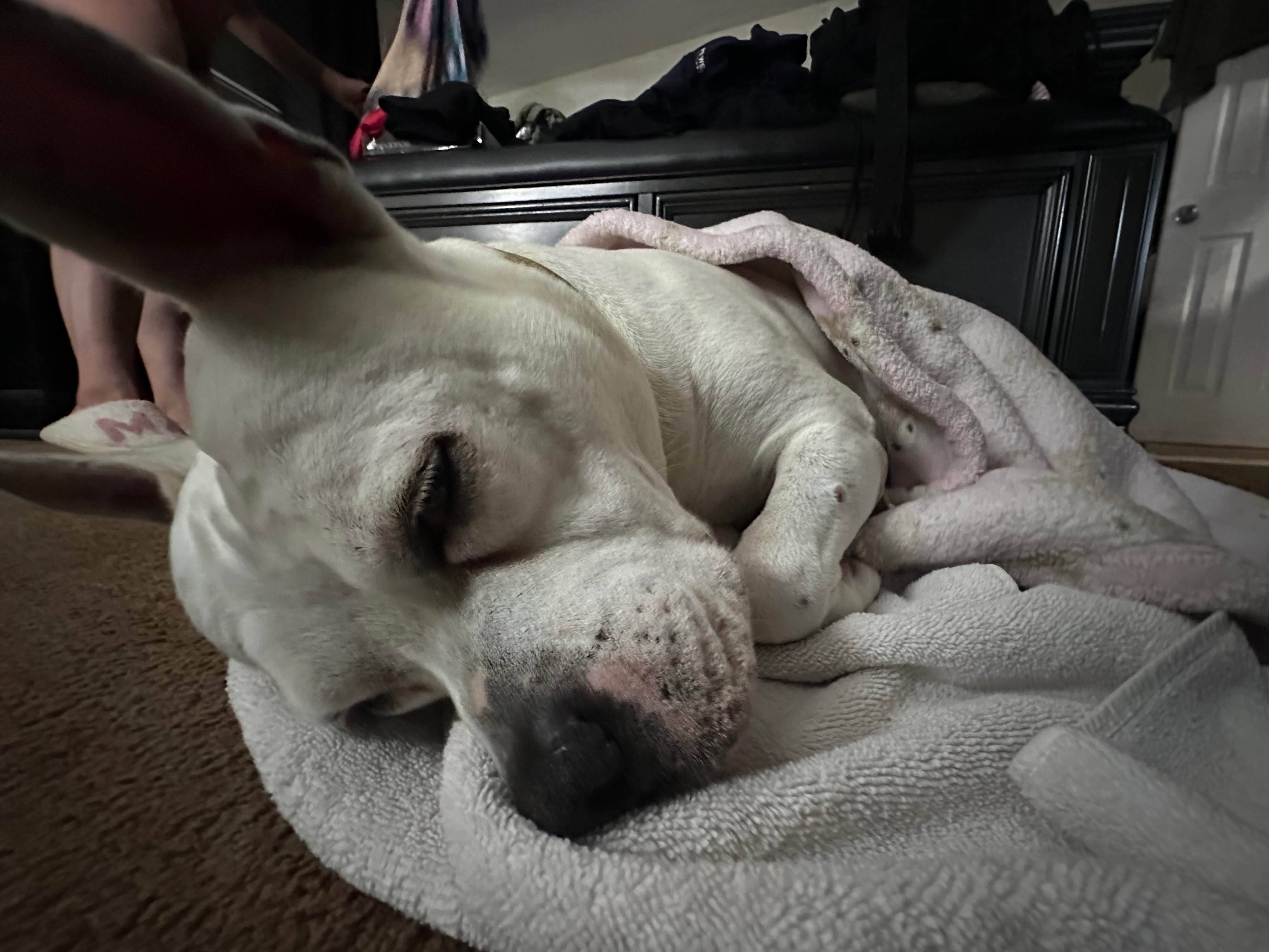 Yayo sleeping peacefully on a soft blanket at home